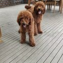 Poodle Standard looking for new home-0