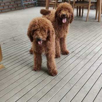 Poodle Standard looking for new home