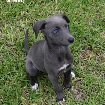 Healthy strong pure bred whippet puppies ready for forever home's.