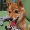 Shiba Inu(Mameshiba) for Sale -1