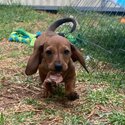 Mini Dachshund-0