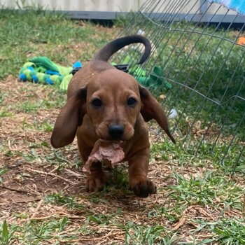 Mini Dachshund