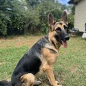 Male German Shepherd Dog-3