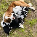 Border Collie Puppies-1