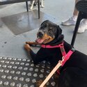 Fifi - 8 month Old Rottweiler Female-5