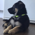 German Shepherd working line puppies -0