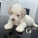 Puppies for sale -5