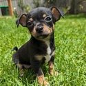 Purebred Chihuahua Puppies-1