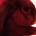 Brown bunny mini lop with indoor hutch set. Call or SMS . Can't receive online messages-2