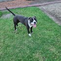 Charlie is a friendly male pure-bred staffashire bull terrier. -3