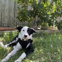 Border Collie cross-Female Pup-4