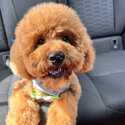 TOY CAVOODLE -1