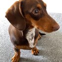 Short Haired Male Dachshund-3