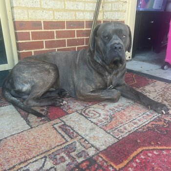 Mastiff 