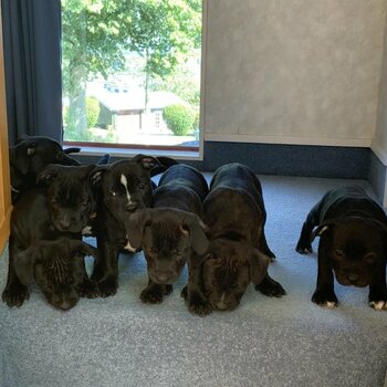 Staffordshire Bull Terrier puppies