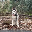 Pure Breed 1 Year Old Male Fully Vaccinated and Desexed Siberian Husky looking to Rehome -2