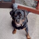 Male Rottweiler- Bear-0