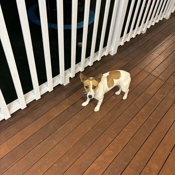 1 year old jack Russell 