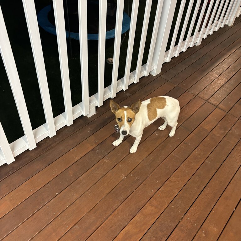 1 year old jack Russell 