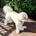  Shihpoo Dogs and puppies  male and female for sale-0