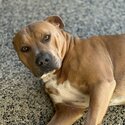 Amstaff for adoption