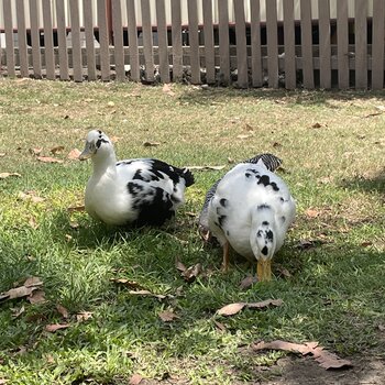 Ancona Ducks 