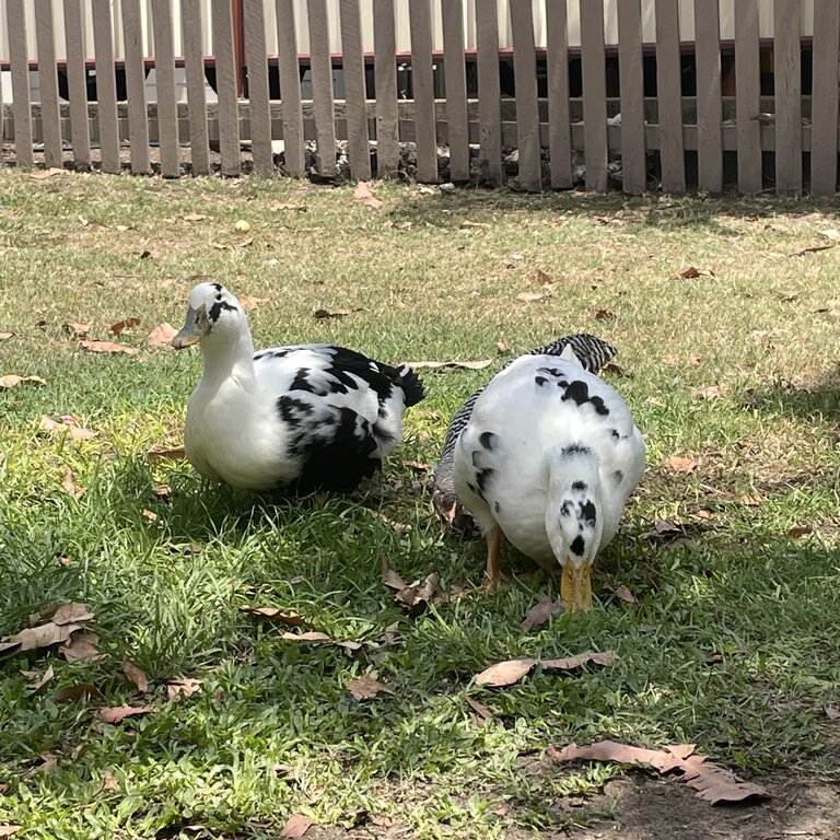 Ancona Ducks 