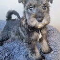 Miniature Schnauzer puppies-4