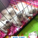 Purebred Blue Point Ragdoll kittens-5