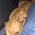 Female pure breed rednose pitbull-1