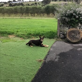 Kelpie free to good home.