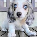 Dachshund Puppies and Adult  for Free adoption-4