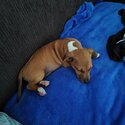 Male dachshund X jack Russell Puppy -3