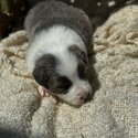 Border Collie Puppies-4