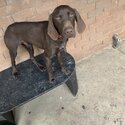 German shorthaired pointer - 16MO-5