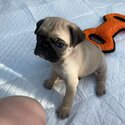 JuIy 2023 pugs puppies available -3