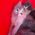 2 Beautiful kittens looking for forever home-0