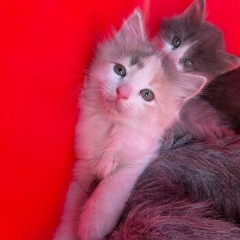 2 Beautiful kittens looking for forever home