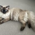 Male Ragdoll finding new home -2