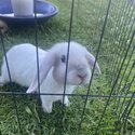 Year old rabbits need homing, toilet trained-3