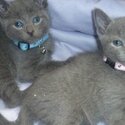 TOP quality TICA Registered Pedigree Russian Blue Kittens-2