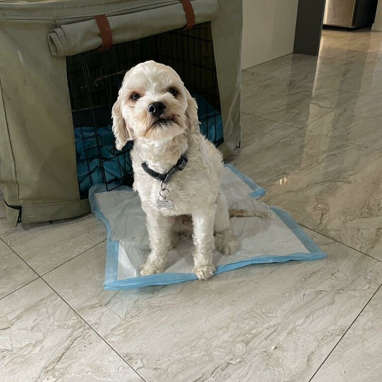 Cavoodle X Lhasa Apso Dog