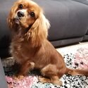 Gorgeous Cavalier king charles spaniel male -5