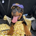 Purebred Rottweiler needs new home-0