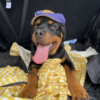 Purebred Rottweiler needs new home