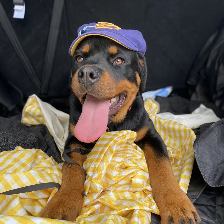 Purebred Rottweiler needs new home