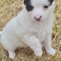 2 beautiful male long haired chihchuha pup-2