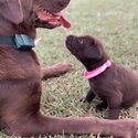 July 2023  Labrador retriever puppies for sale-4