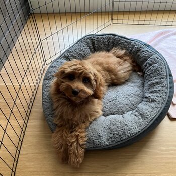 Toy Cavoodle - Ruby