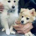 Meet Leo &amp; Luna: Charming Pomeranian Duo in Need of a Loving Home!-0